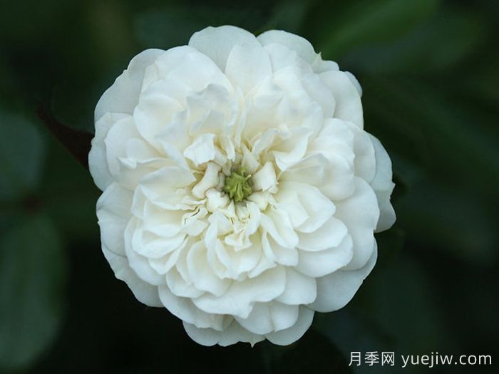绿冰月季(图4) 绿冰月季(图4)