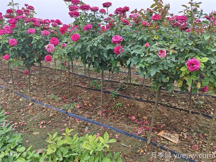 月季修剪的小技巧(图1) 月季修剪的小技巧(图1)