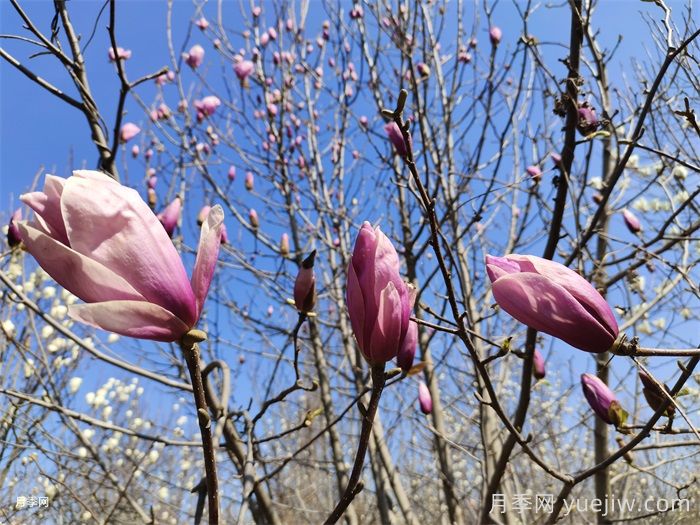 玉兰花虫害防治措施(图1) 玉兰花虫害防治措施(图1)
