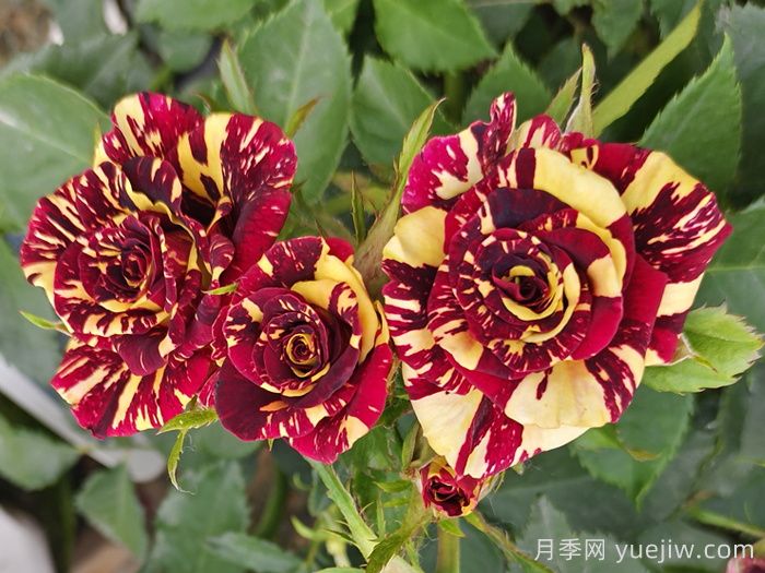 流星雨月季/梦话月季(图2) 流星雨月季/梦话月季(图2)