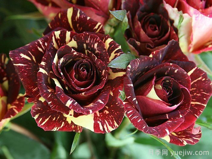 流星雨月季/梦话月季(图3) 流星雨月季/梦话月季(图3)