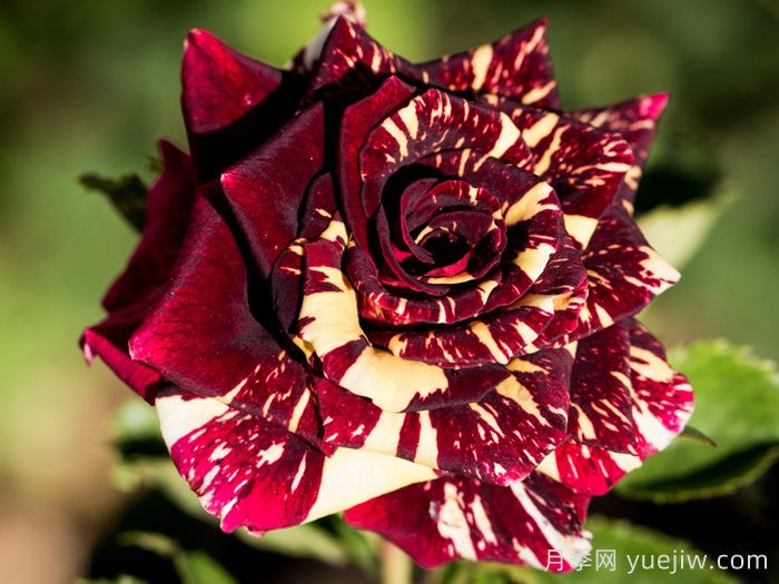 流星雨月季/梦话月季(图1) 流星雨月季/梦话月季(图1)