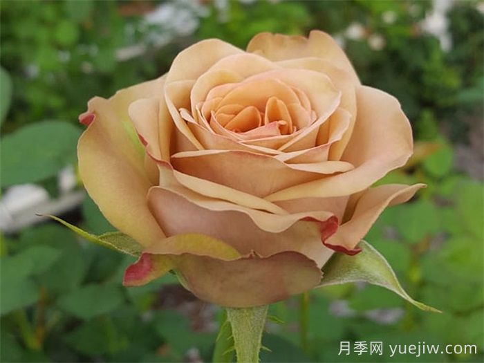 卡布奇诺月季/卡布奇诺玫瑰(新西兰)(图2) 卡布奇诺月季/卡布奇诺玫瑰(新西兰)(图2)