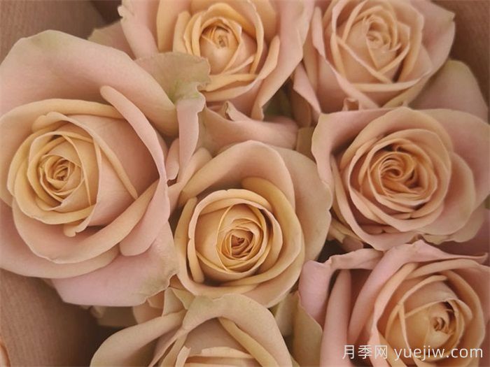 卡布奇诺月季/卡布奇诺玫瑰(新西兰)(图1) 卡布奇诺月季/卡布奇诺玫瑰(新西兰)(图1)