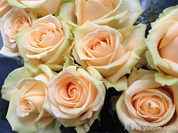 蜜桃雪山月季/香槟玫瑰/桃色雪崩(图4) 蜜桃雪山月季/香槟玫瑰/桃色雪崩(图4)
