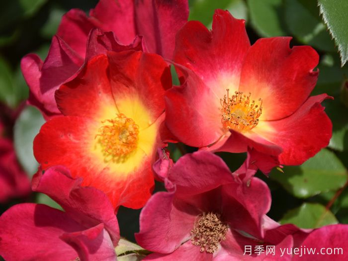 鸡尾酒月季(图3) 鸡尾酒月季(图3)