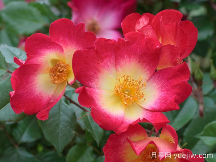 鸡尾酒月季(图2) 鸡尾酒月季(图2)