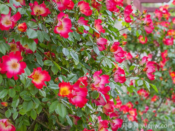 鸡尾酒月季(图4) 鸡尾酒月季(图4)