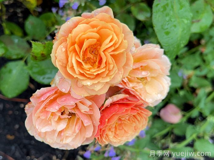 恩典月季/恩典之州(图2) 恩典月季/恩典之州(图2)