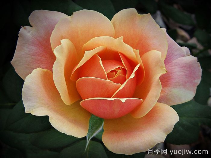 恩典月季/恩典之州(图3) 恩典月季/恩典之州(图3)