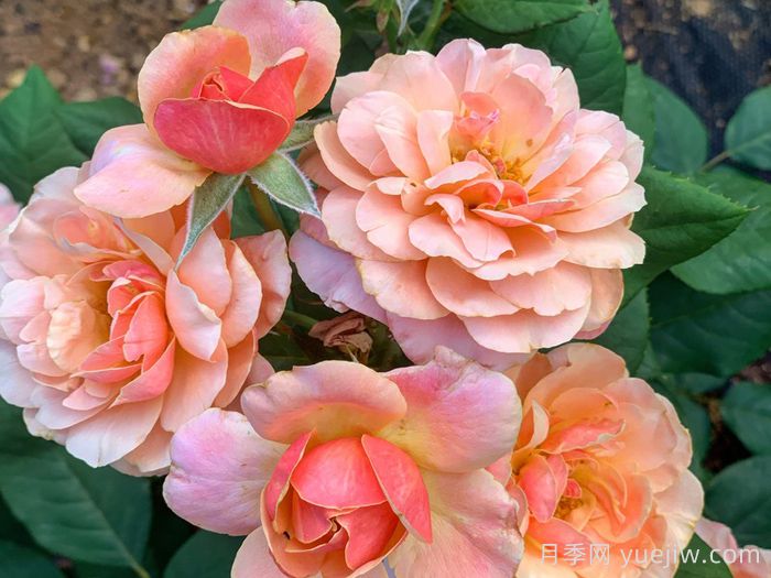 恩典月季/恩典之州(图4) 恩典月季/恩典之州(图4)