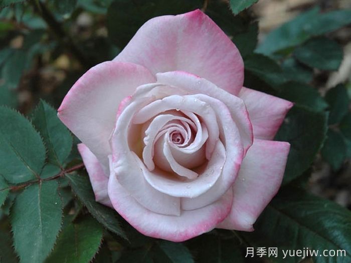 索罗德月季/西尔维拉多(图2) 索罗德月季/西尔维拉多(图2)