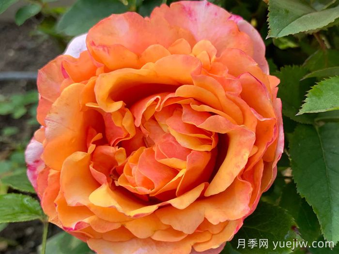 永远的艾帕索月季(图1) 永远的艾帕索月季(图1)