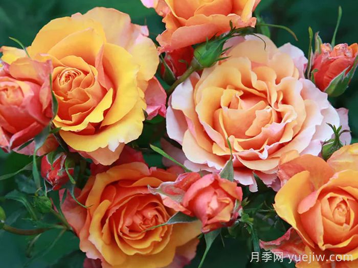 永远的艾帕索月季(图2) 永远的艾帕索月季(图2)