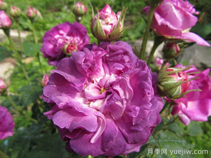 克雷西美人月季/流星/克雷西美女(图1) 克雷西美人月季/流星/克雷西美女(图1)