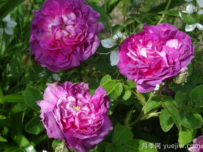 克雷西美人月季/流星/克雷西美女(图3) 克雷西美人月季/流星/克雷西美女(图5)