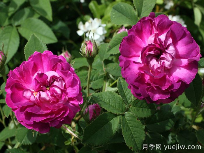 克雷西美人月季/流星/克雷西美女(图3) 克雷西美人月季/流星/克雷西美女(图4)