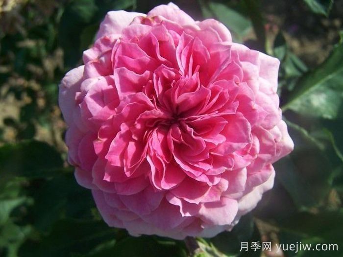 阿布鲁德月季Abrud(图1) 阿布鲁德月季Abrud(图1)