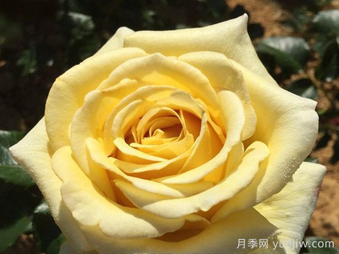 阿巴德月季(黄色)(图1) 阿巴德月季(黄色)(图1)