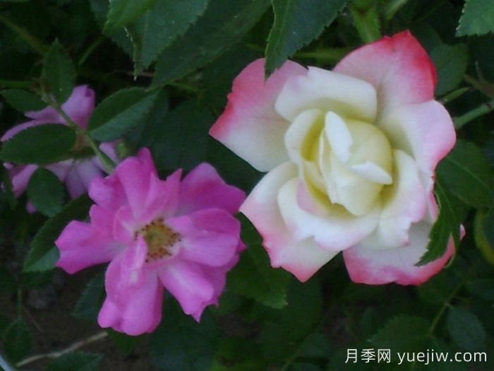 阿道夫科尔平的回忆月季(图1) 阿道夫科尔平的回忆月季(图1)