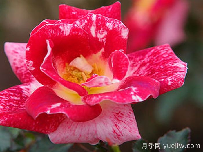 阿德里安梅西埃月季(图1) 阿德里安梅西埃月季(图1)