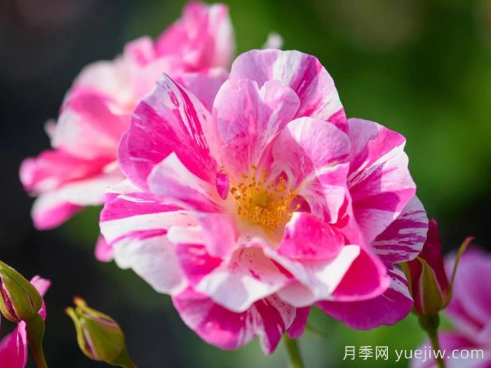 国王的玫瑰月季/王者玫瑰(图1) 国王的玫瑰月季/王者玫瑰(图1)