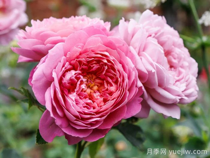 艾玛布里奇沃特月季(图3) 艾玛布里奇沃特月季(图3)
