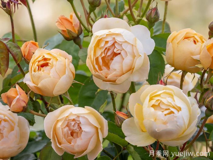 丹尼理念月季(图1) 丹尼理念月季(图1)