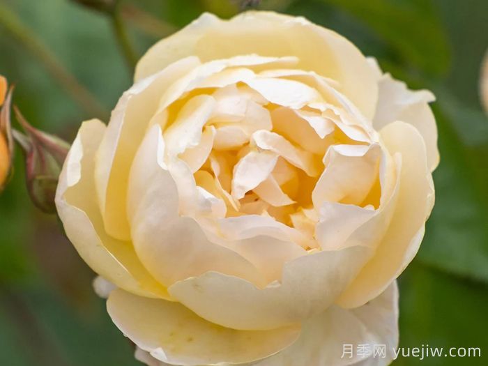 丹尼理念月季(图2) 丹尼理念月季(图2)