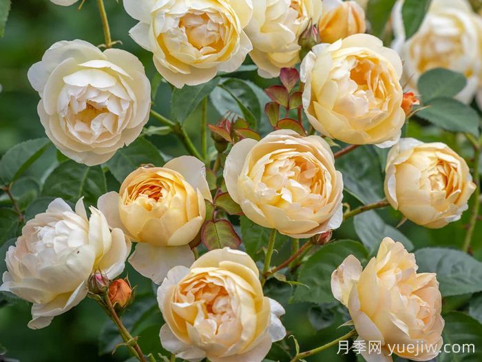 丹尼理念月季(图3) 丹尼理念月季(图3)