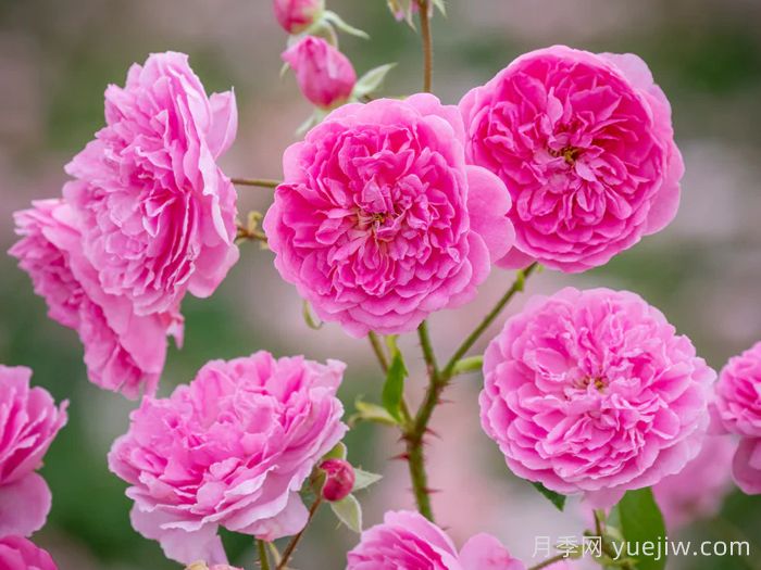 哈洛卡尔月季/哈罗卡尔(图1)