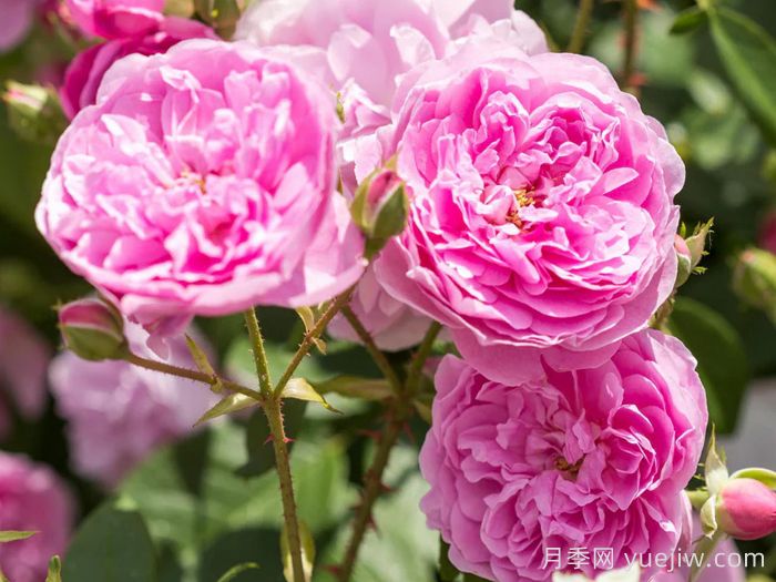 哈洛卡尔月季/哈罗卡尔(图3)