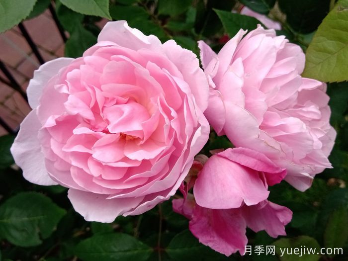 玛丽德拉尼月季/莫蒂默赛克勒(图3)