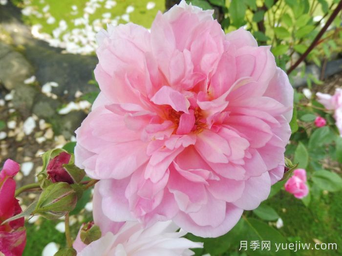 玛丽德拉尼月季/莫蒂默赛克勒(图4)