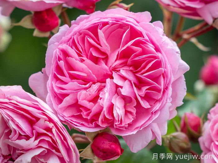 佩内洛普莱夫利月季/佩内洛普莱弗利(图1)