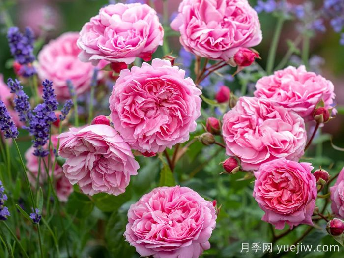 佩内洛普莱夫利月季/佩内洛普莱弗利(图3)