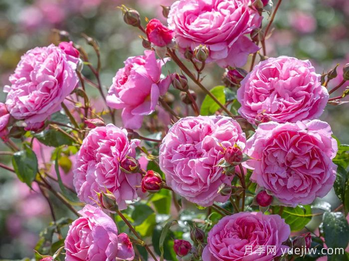 佩内洛普莱夫利月季/佩内洛普莱弗利(图4)