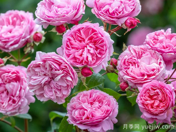 佩内洛普莱夫利月季/佩内洛普莱弗利(图2)