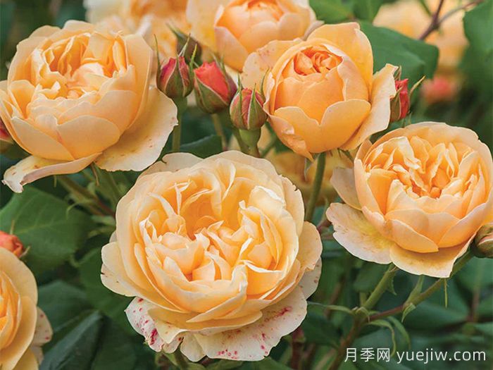 罗尔德达尔月季(图1)