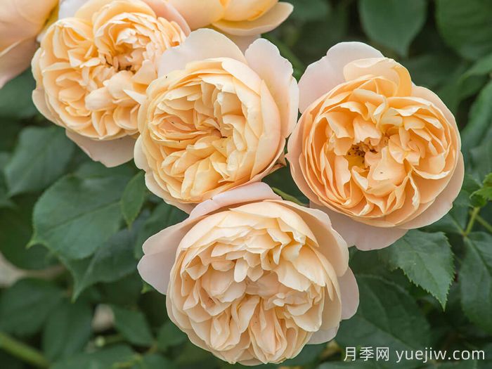 罗尔德达尔月季(图2)