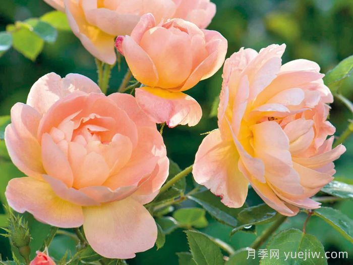 云雀高飞月季/云雀升腾(图2) 云雀高飞月季/云雀升腾(图2)