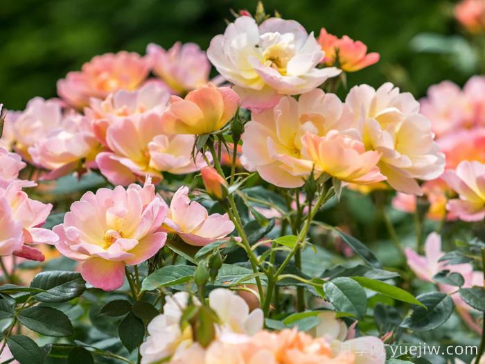 云雀高飞月季/云雀升腾(图3) 云雀高飞月季/云雀升腾(图3)