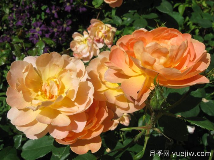 云雀高飞月季/云雀升腾(图4) 云雀高飞月季/云雀升腾(图4)