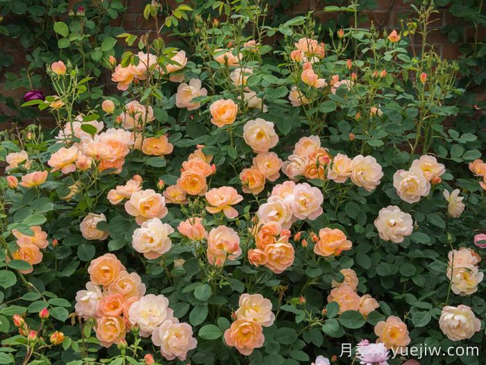 云雀高飞月季/云雀升腾(图5) 云雀高飞月季/云雀升腾(图5)