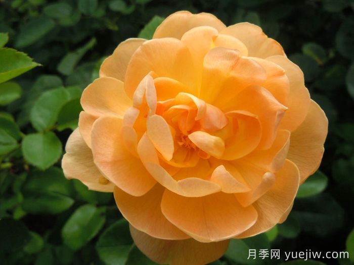 云雀高飞月季/云雀升腾(图1) 云雀高飞月季/云雀升腾(图1)