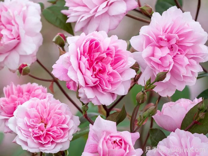 玛丽德拉尼月季/莫蒂默赛克勒(图1)