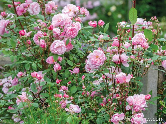 玛丽德拉尼月季/莫蒂默赛克勒(图2)