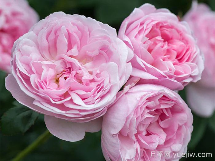 权杖之岛月季(图2)