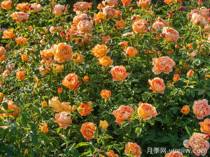 夏洛特夫人月季/夏洛特女郎(图5)