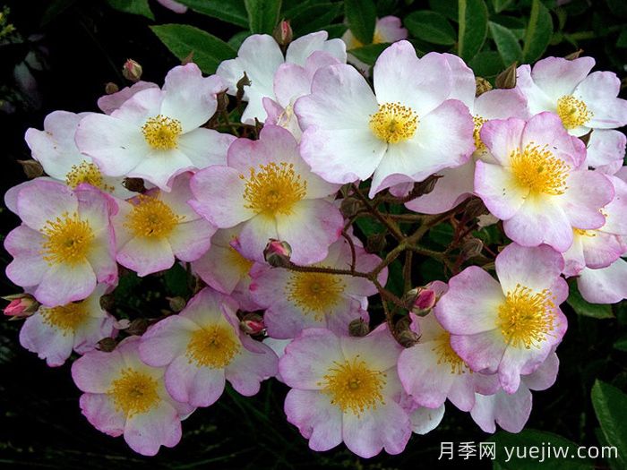 弗朗西斯E莱斯特月季(图3) 弗朗西斯E莱斯特月季(图3)